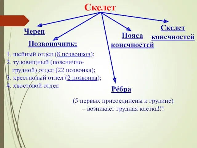 Скелет Череп Позвоночник: Рёбра Пояса конечностей Скелет конечностей 1. шейный