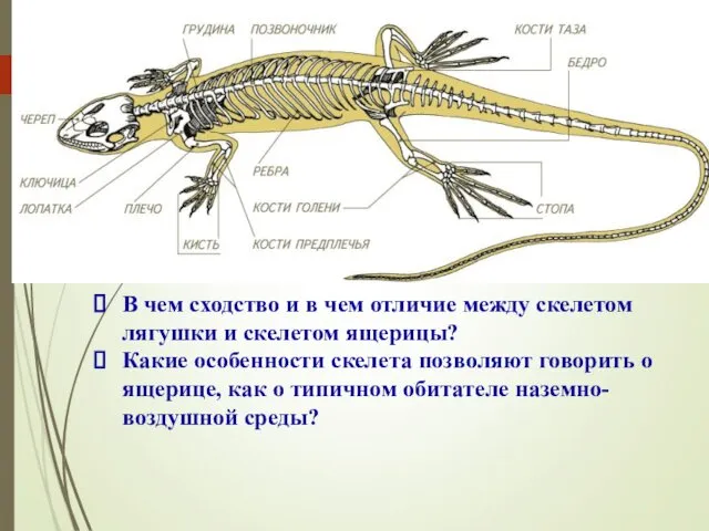 В чем сходство и в чем отличие между скелетом лягушки