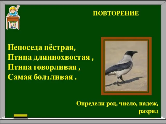 Непоседа пёстрая, Птица длиннохвостая , Птица говорливая , Самая болтливая