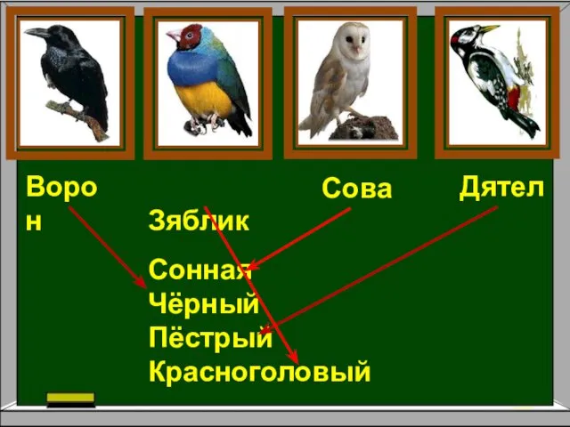 Зяблик Ворон Дятел Сова Сонная Чёрный Пёстрый Красноголовый