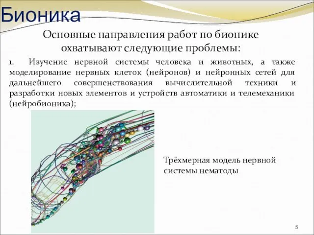 Основные направления работ по бионике охватывают следующие проблемы: 1. Изучение