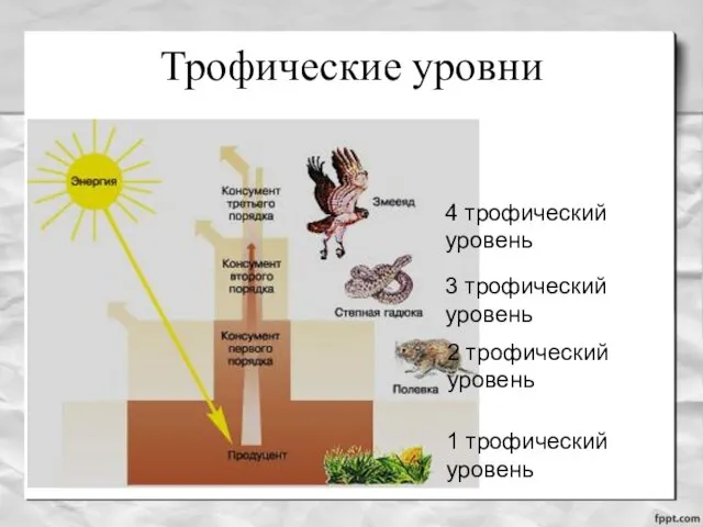 Трофические уровни 1 трофический уровень 2 трофический уровень 3 трофический уровень 4 трофический уровень