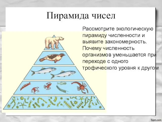 Пирамида чисел Рассмотрите экологическую пирамиду численности и выявите закономерность. Почему