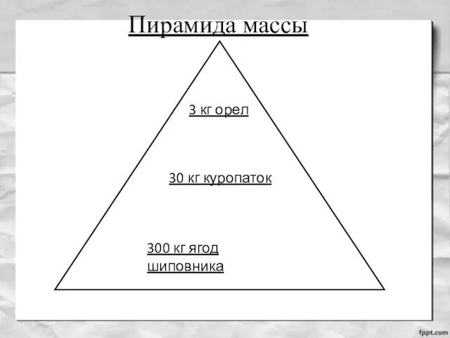 Пирамида массы 3 кг орел ↓ 30 кг куропаток 300 кг ягод шиповника ↓