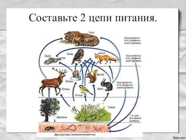 Составьте 2 цепи питания.