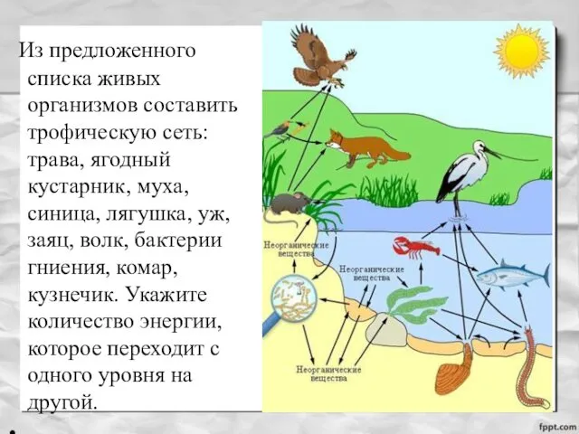 Из предложенного списка живых организмов составить трофическую сеть: трава, ягодный