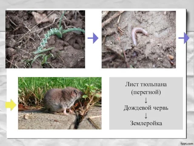 Лист тюльпана(перегной) ↓ Дождевой червь ↓ Землеройка