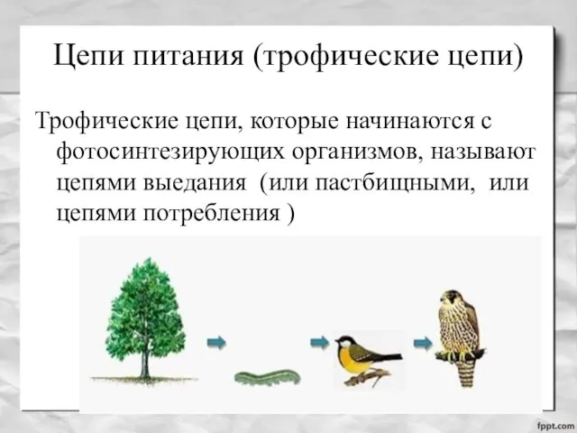 Цепи питания (трофические цепи) Трофические цепи, которые начинаются с фотосинтезирующих