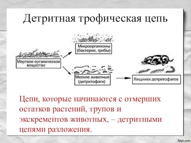 Детритная трофическая цепь Цепи, которые начинаются с отмерших остатков растений,