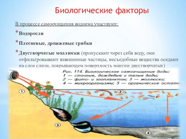 Биологические факторы В процессе самоочищения водоема участвуют: Водоросли Плесневые, дрожжевые