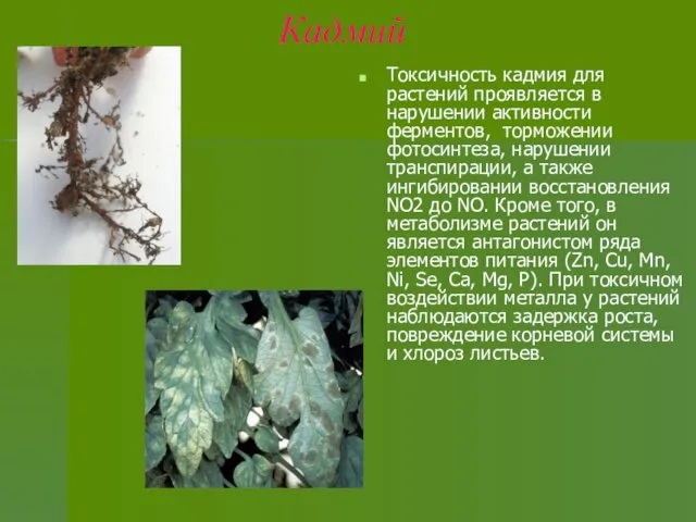 Кадмий Токсичность кадмия для растений проявляется в нарушении активности ферментов,