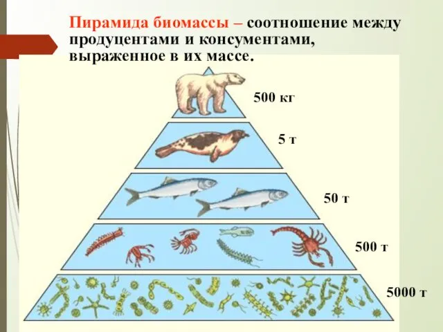 Пирамида биомассы – соотношение между продуцентами и консументами, выраженное в их массе. 500