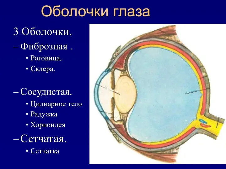 Оболочки глаза 3 Оболочки. Фиброзная . Роговица. Склера. Сосудистая. Цилиарное тело Радужка Хориоидея Сетчатая. Сетчатка