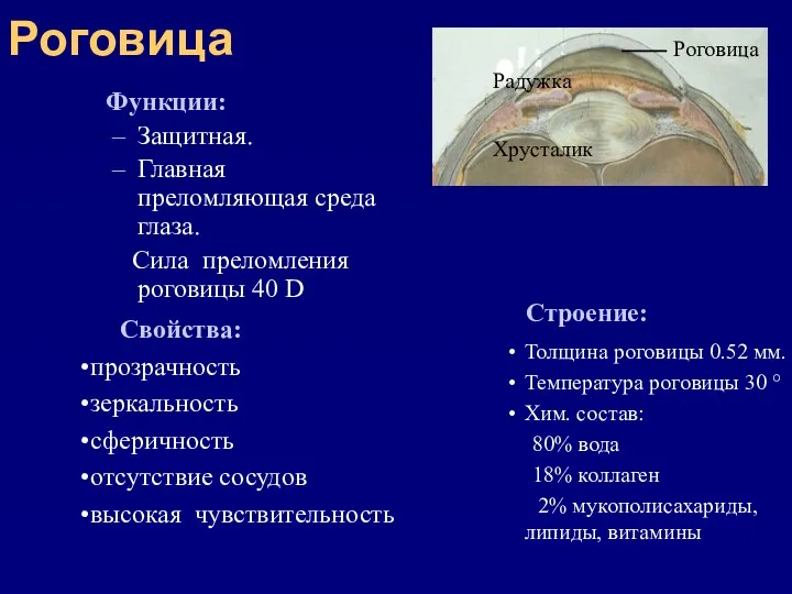 Роговица Функции: Защитная. Главная преломляющая среда глаза. Сила преломления роговицы