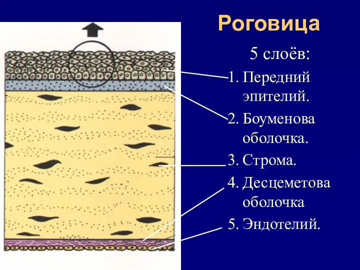 Роговица 5 слоёв: Передний эпителий. Боуменова оболочка. Строма. Десцеметова оболочка Эндотелий.