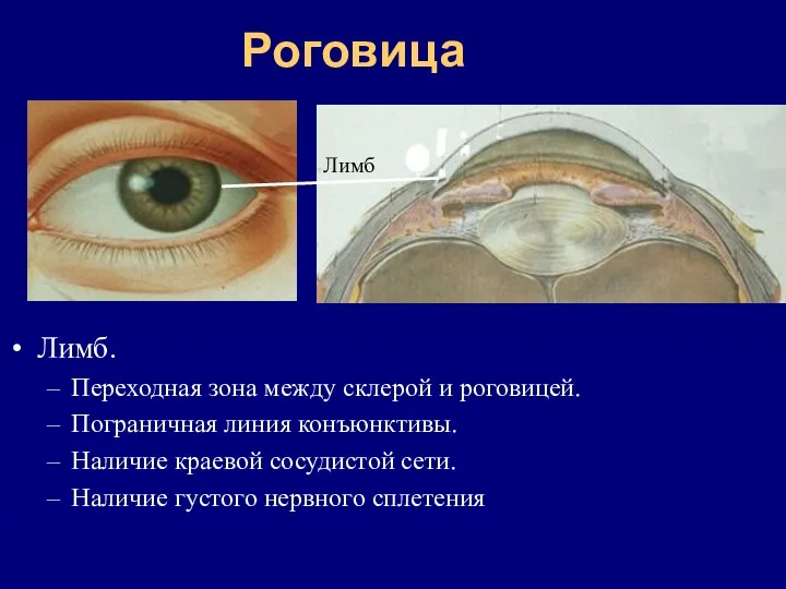 Роговица Лимб. Переходная зона между склерой и роговицей. Пограничная линия