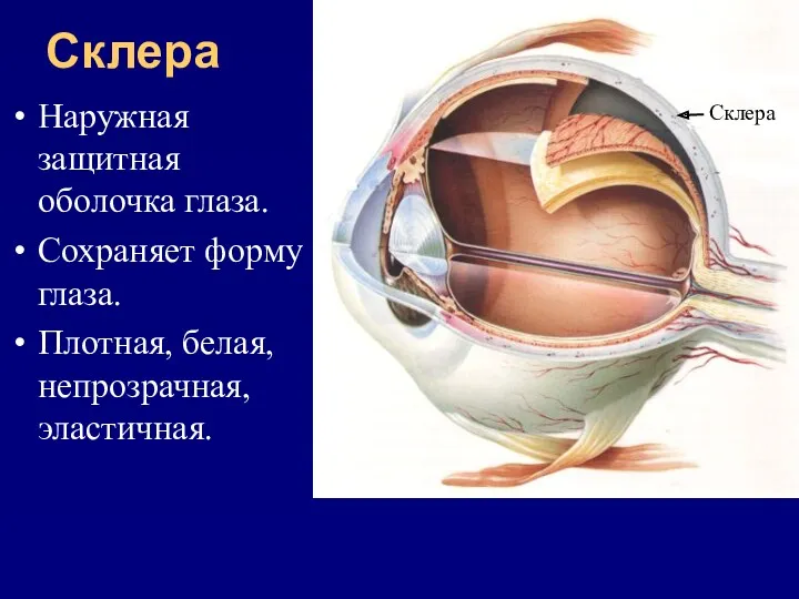 Склера Наружная защитная оболочка глаза. Сохраняет форму глаза. Плотная, белая, непрозрачная, эластичная. Склера