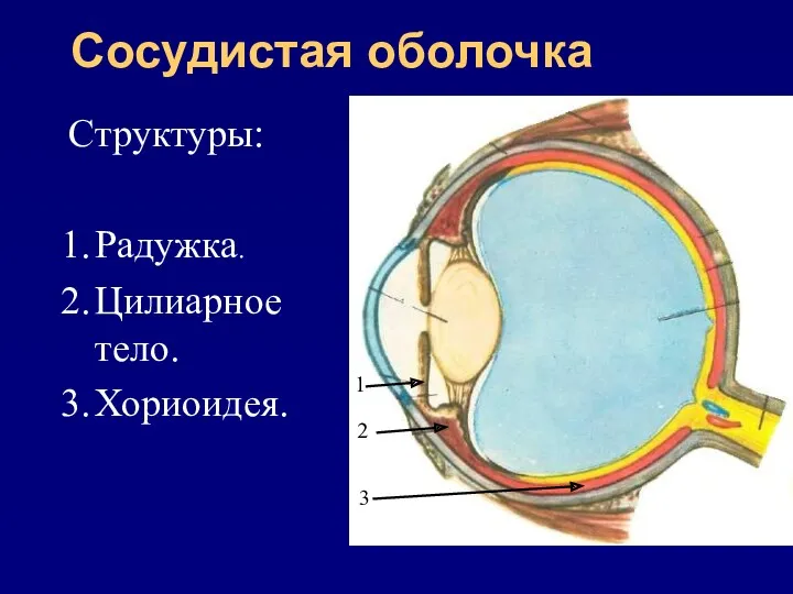 Сосудистая оболочка Структуры: Радужка. Цилиарное тело. Хориоидея. 1 2 3