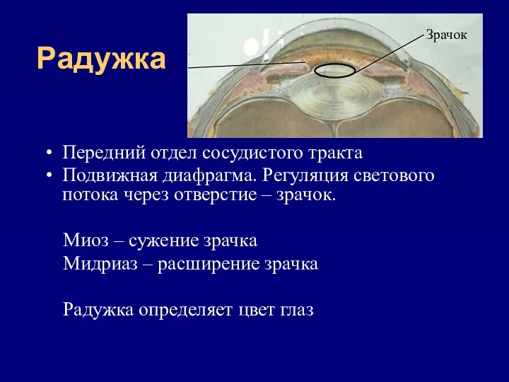 Радужка Передний отдел сосудистого тракта Подвижная диафрагма. Регуляция светового потока