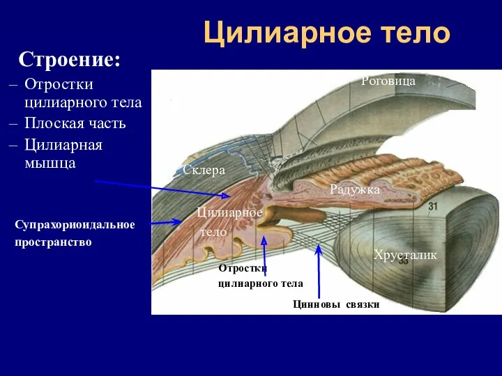 Цилиарное тело Строение: Отростки цилиарного тела Плоская часть Цилиарная мышца