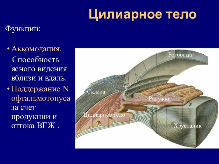 Цилиарное тело Функции: Аккомодация. Способность ясного видения вблизи и вдаль.