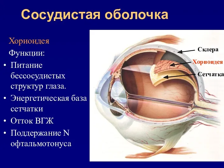 Сосудистая оболочка Хориоидея Функции: Питание бессосудистых структур глаза. Энергетическая база