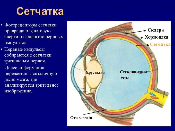 Сетчатка Хориоидея Стекловидное тело Хрусталик Сетчатка Склера Фоторецепторы сетчатки превращают