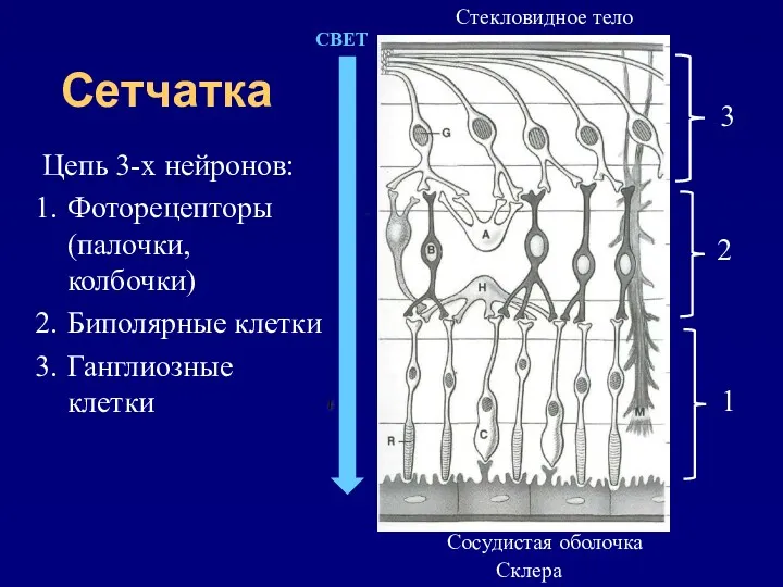 Сетчатка Цепь 3-х нейронов: Фоторецепторы (палочки, колбочки) Биполярные клетки Ганглиозные