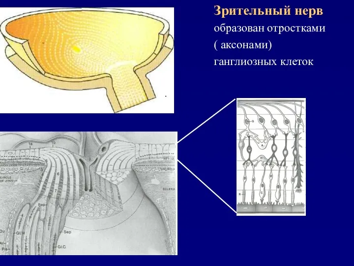 Зрительный нерв образован отростками ( аксонами) ганглиозных клеток