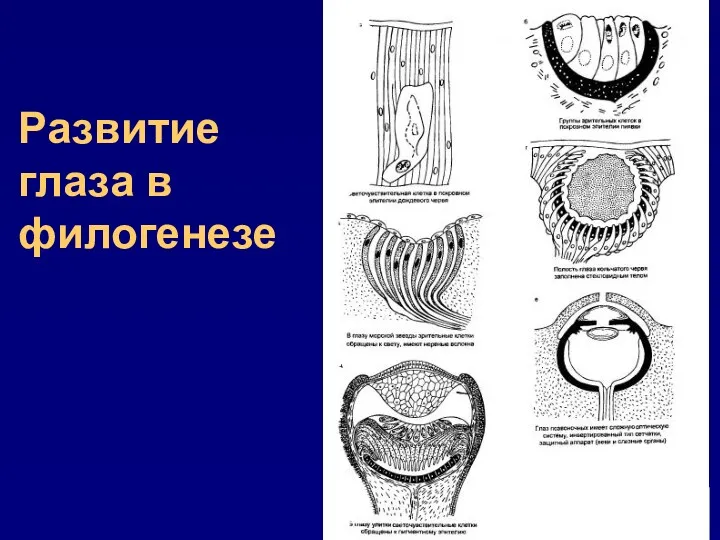 Развитие глаза в филогенезе