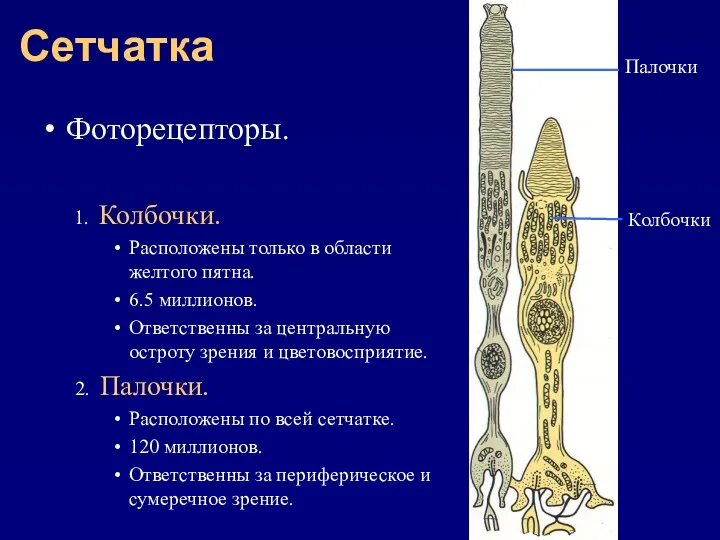 Сетчатка Фоторецепторы. 1. Колбочки. Расположены только в области желтого пятна.