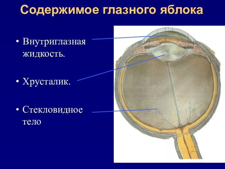 Содержимое глазного яблока Внутриглазная жидкость. Хрусталик. Стекловидное тело