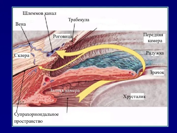 Дилятатор Радужка Хрусталик Зрачок Радужка Передняя камера Супрахориоидальное пространство Склера
