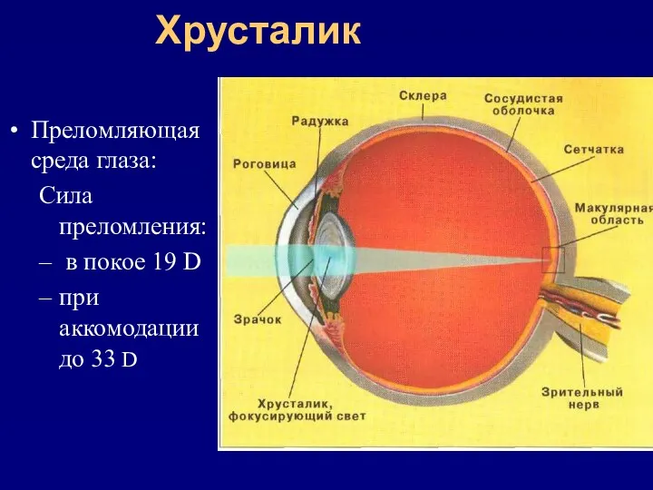 Преломляющая среда глаза: Сила преломления: в покое 19 D при аккомодации до 33 D Хрусталик