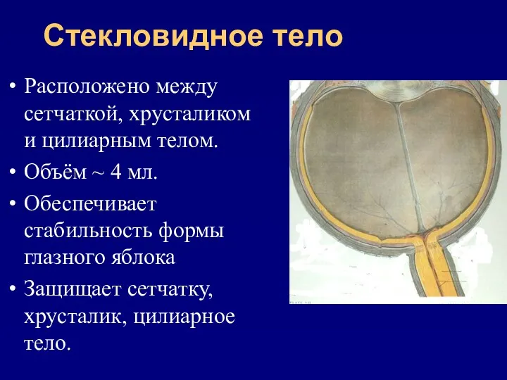 Стекловидное тело Расположено между сетчаткой, хрусталиком и цилиарным телом. Объём