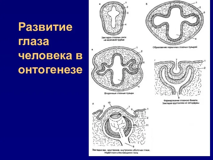 Развитие глаза человека в онтогенезе