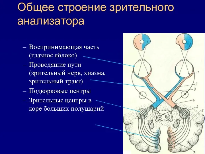 Общее строение зрительного анализатора Воспринимающая часть (глазное яблоко) Проводящие пути