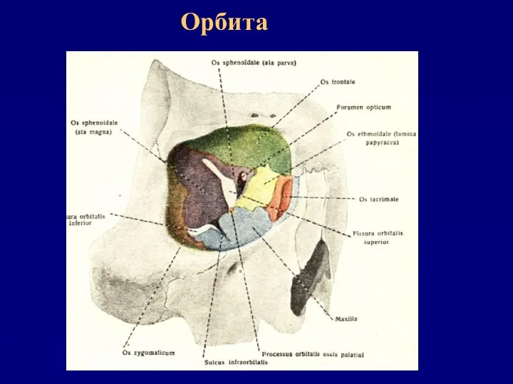 Орбита