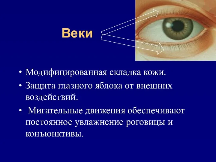 Веки Модифицированная складка кожи. Защита глазного яблока от внешних воздействий.