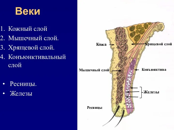 Веки Кожный слой Мышечный слой. Хрящевой слой. Конъюнктивальный слой Ресницы.