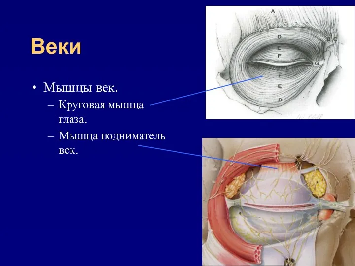 Веки Мышцы век. Круговая мышца глаза. Мышца подниматель век.