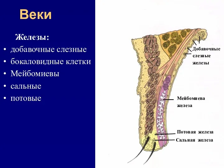 Веки Железы: добавочные слезные бокаловидные клетки Мейбомиевы сальные потовые Добавочные