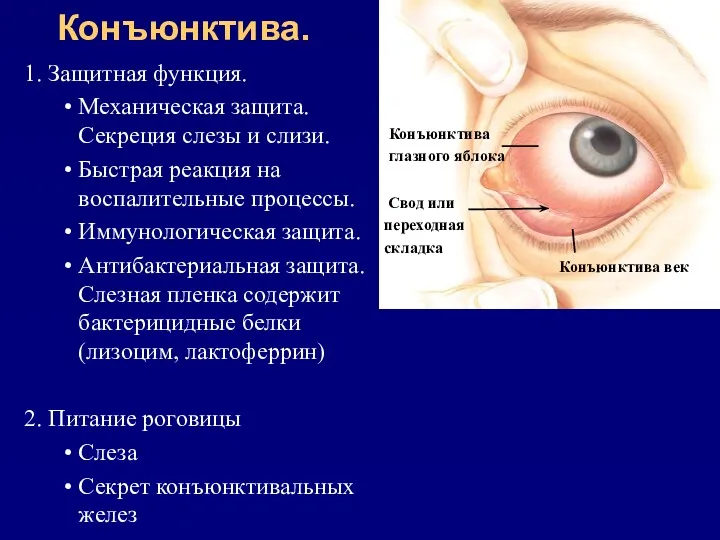 Конъюнктива. 1. Защитная функция. Механическая защита. Секреция слезы и слизи.