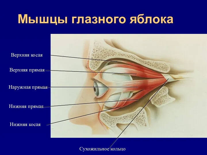 Мышцы глазного яблока Верхняя прямая Сухожильное кольцо Наружная прямая Нижняя прямая Нижняя косая Верхняя косая