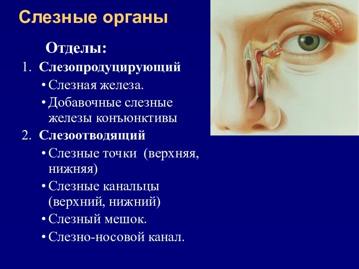 Слезные органы Отделы: 1. Слезопродуцирующий Слезная железа. Добавочные слезные железы