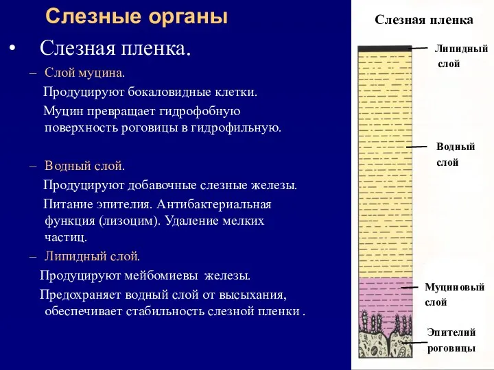 Слезные органы Слезная пленка. Слой муцина. Продуцируют бокаловидные клетки. Муцин