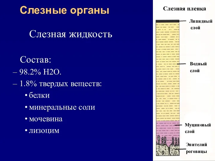 Слезные органы Слезная пленка Липидный слой Водный слой Муциновый слой