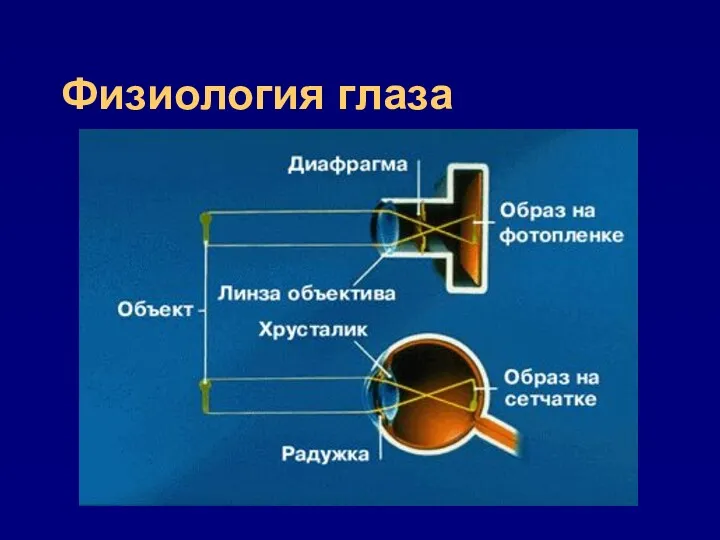 Физиология глаза