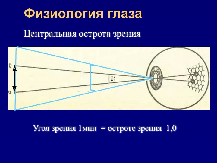 Физиология глаза Угол зрения 1мин = остроте зрения 1,0 Центральная острота зрения 1'