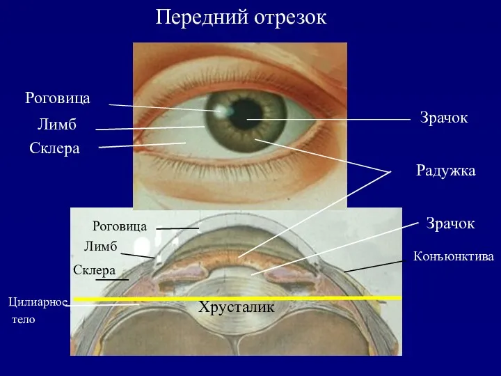 Радужка Зрачок Хрусталик Зрачок Склера Склера Лимб Конъюнктива Роговица Передний отрезок Цилиарное тело Лимб Роговица